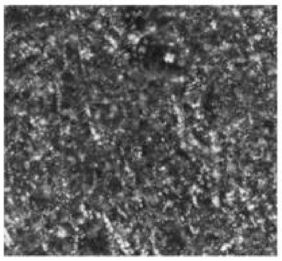 Resveratrol lamellar liquid crystal and preparation method thereof