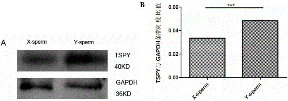 Method for analyzing and identifying mammal Y sperm typing by using identification protein