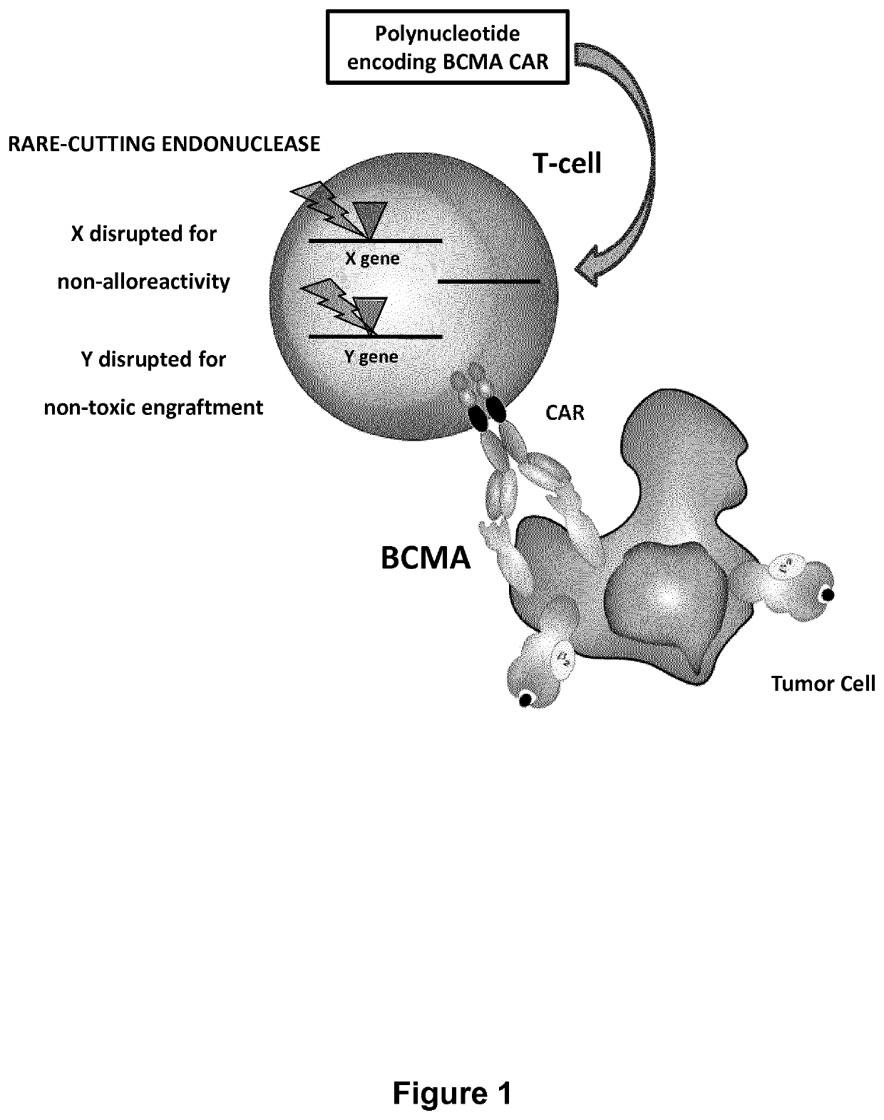 Bcma (CD269) specific chimeric antigen receptors for cancer immunotherapy