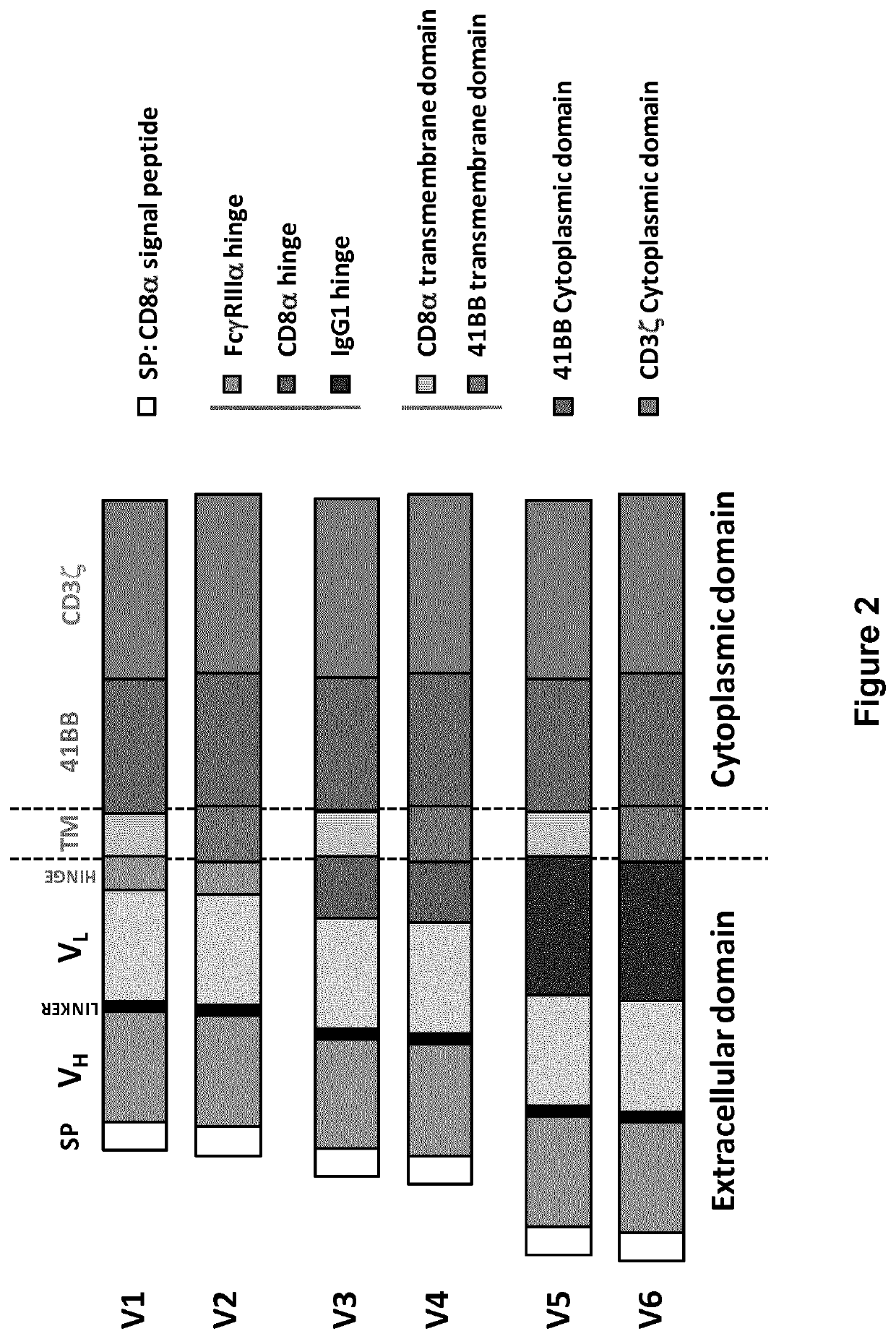 Bcma (CD269) specific chimeric antigen receptors for cancer immunotherapy