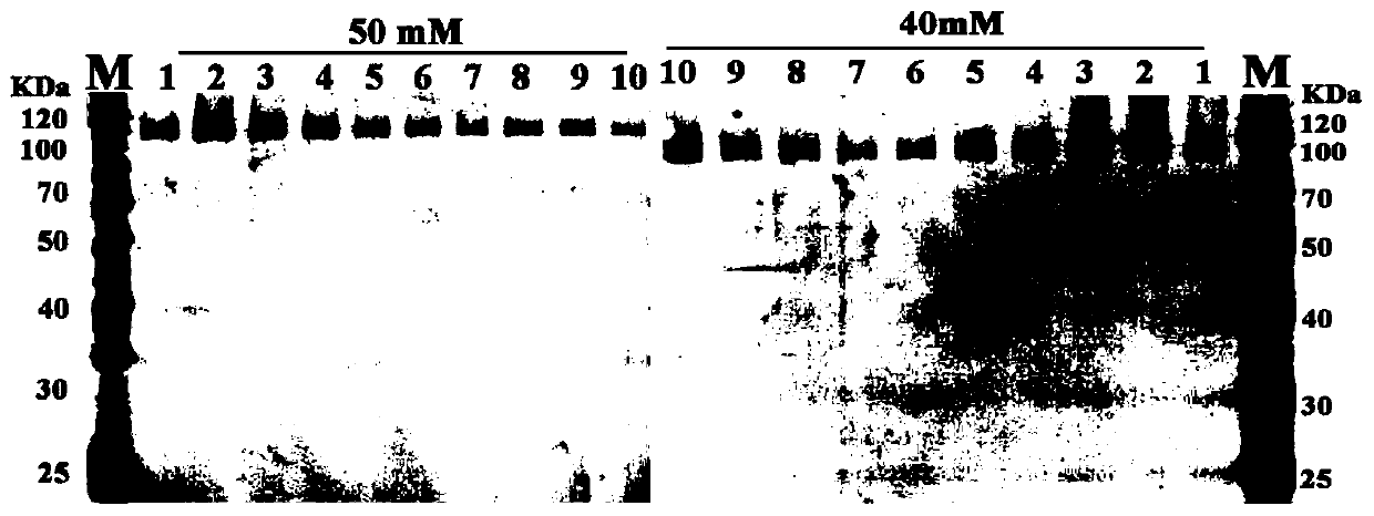 Codon-optimized glucose oxidase gene and application thereof