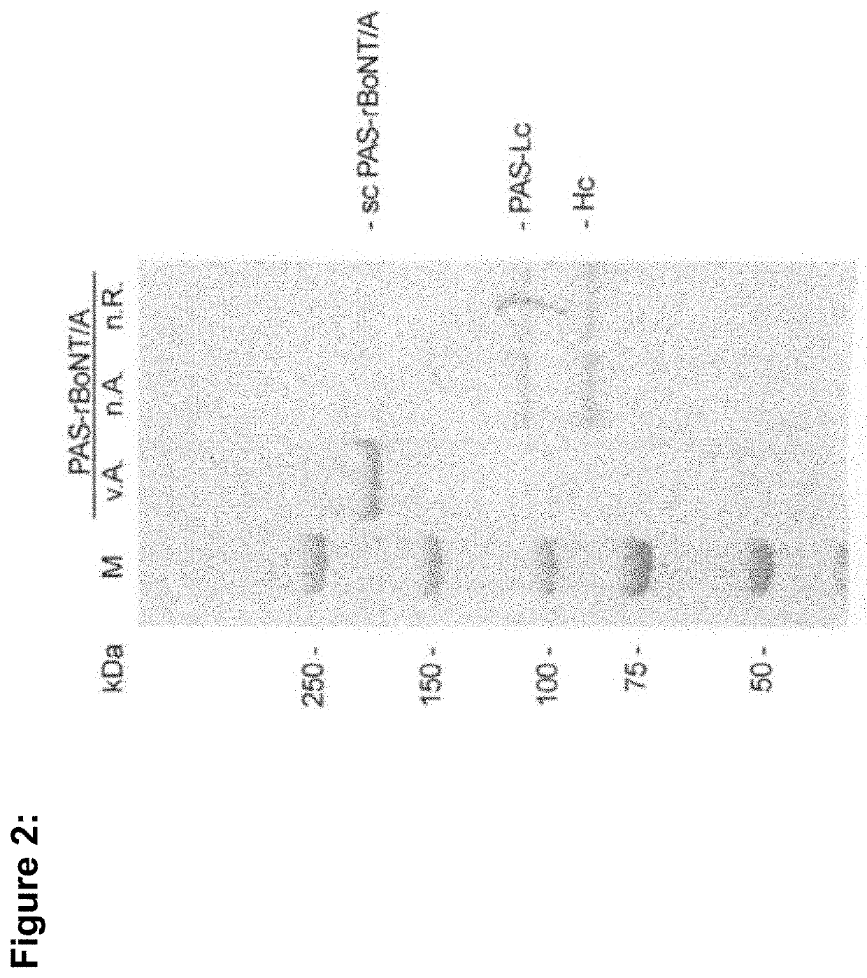 Recombinant clostridial neurotoxins with increased duration of effect