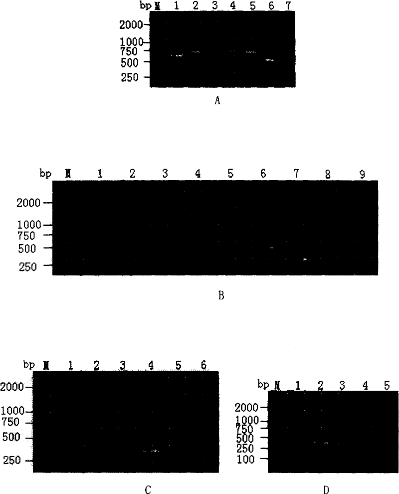 Primer system and method for detecting and analyzing avian influenza virus