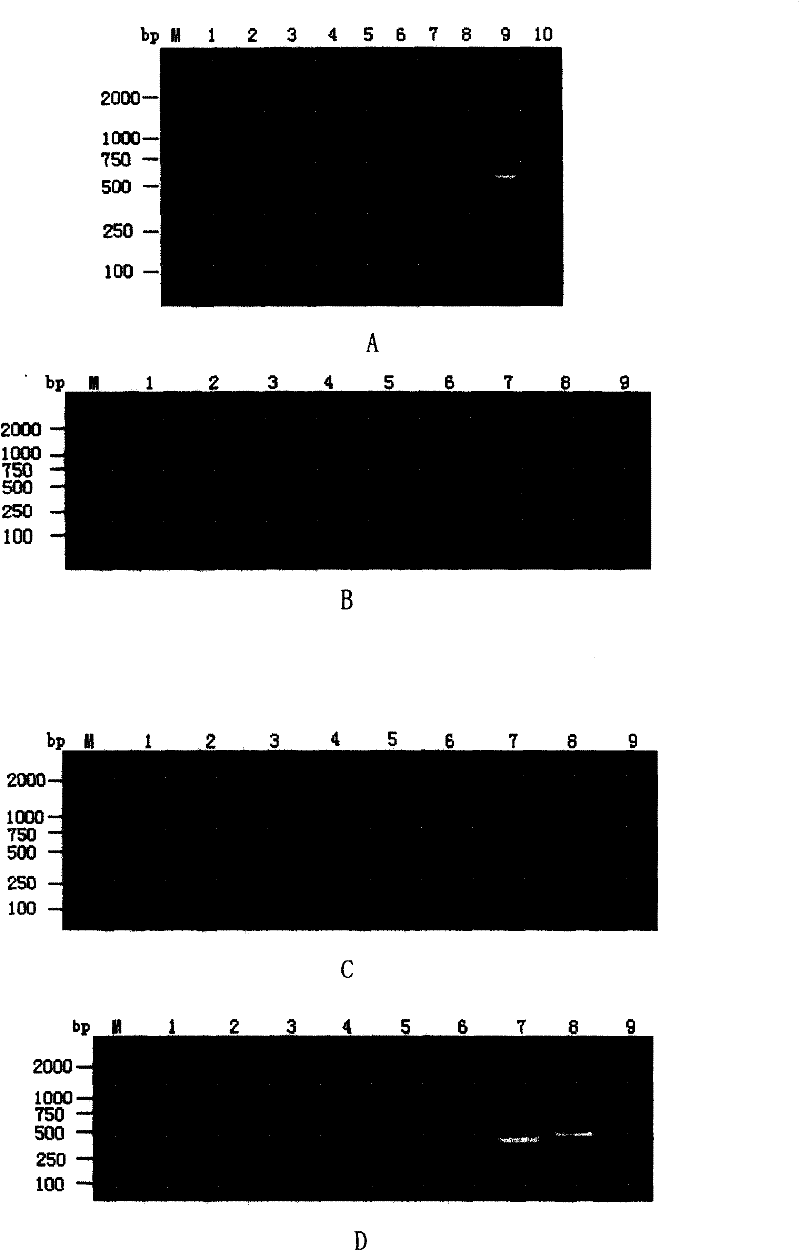 Primer system and method for detecting and analyzing avian influenza virus