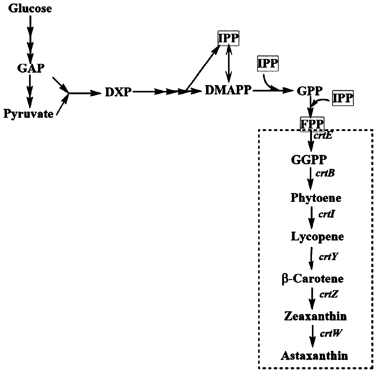 High-content Zeaxanthin or Astaxanthin-Producing Engineering Bacteria and Its Application