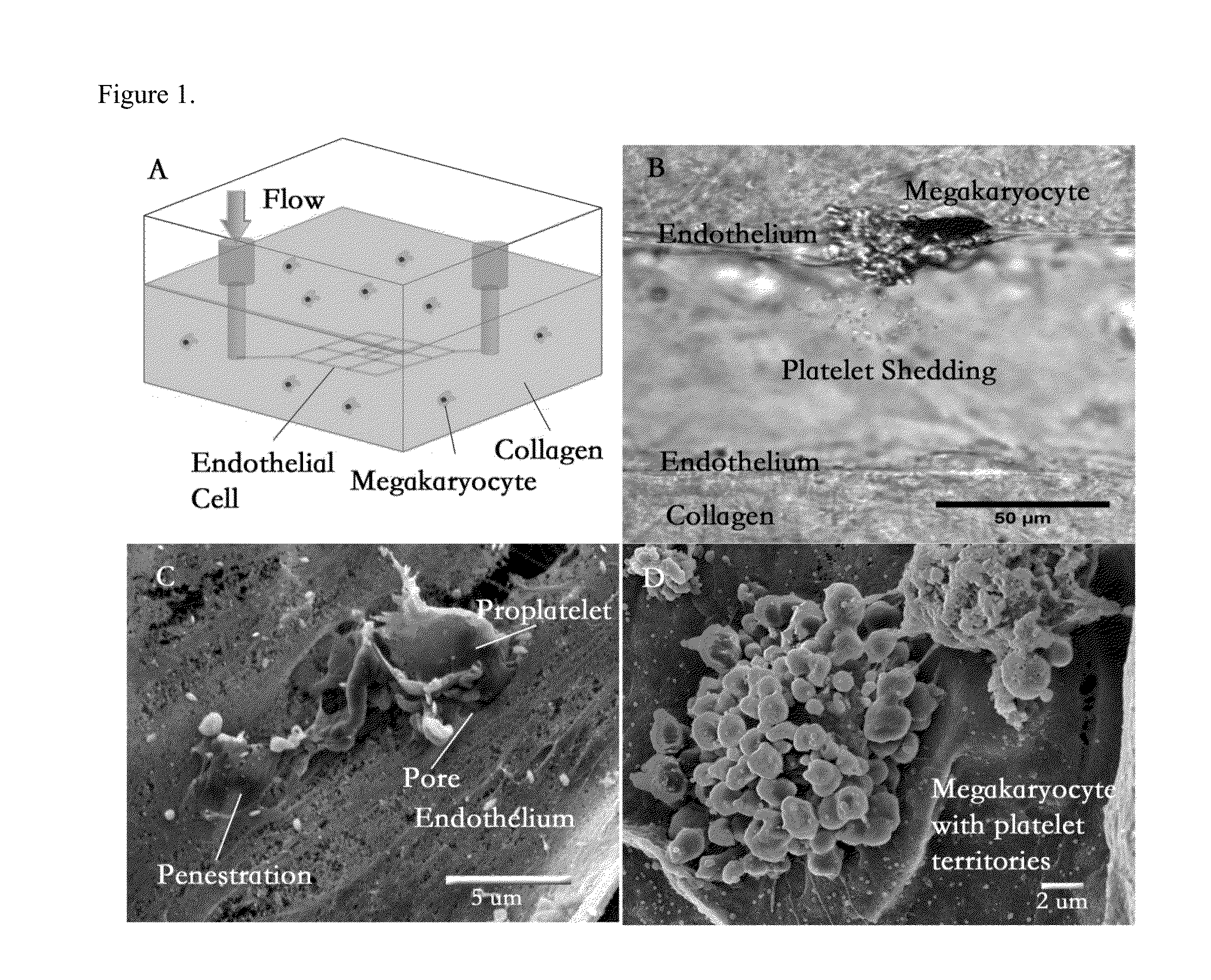 Blood-cell producing bio-microreactor