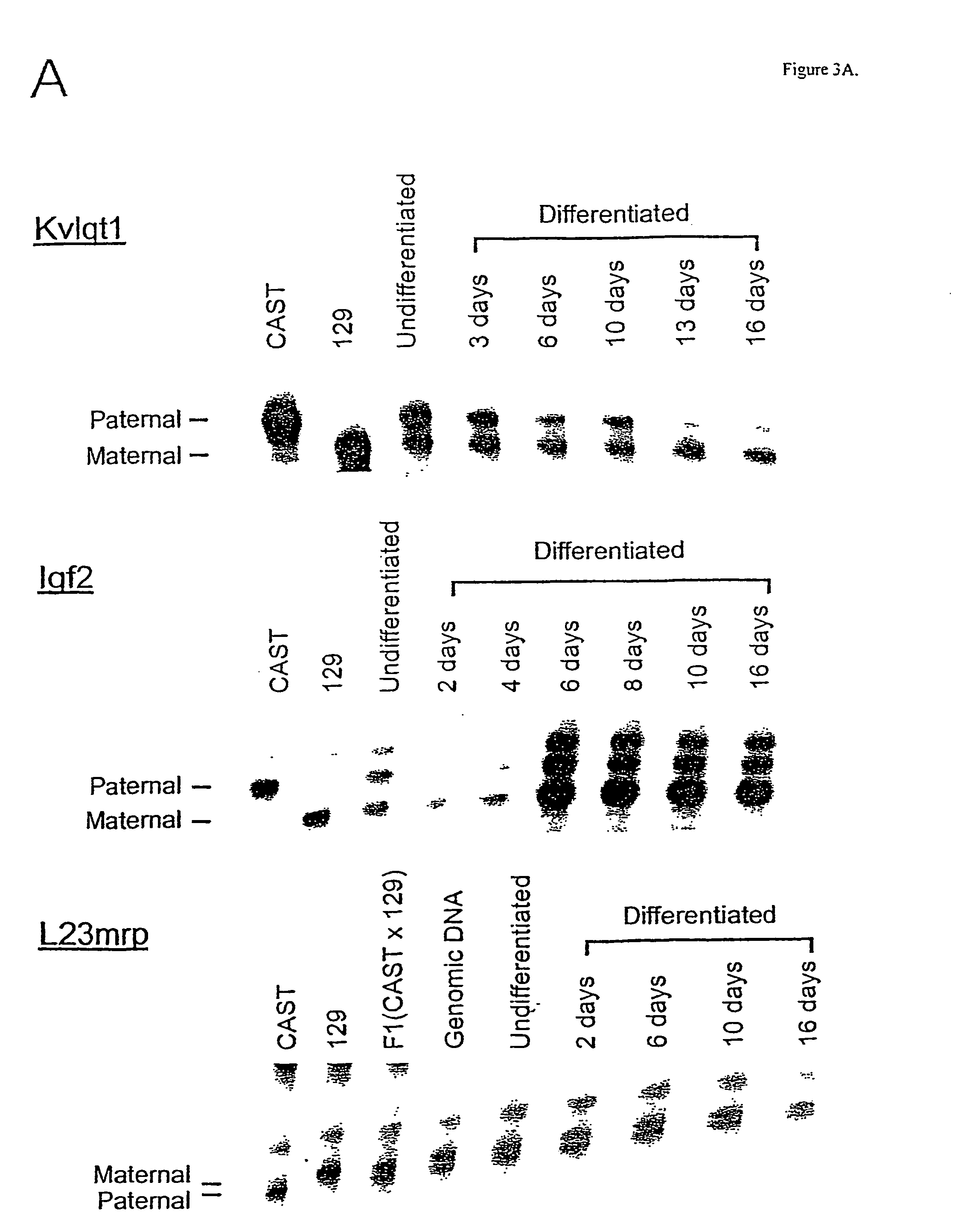 Methods for assaying gene imprinting and methylated cpg islands