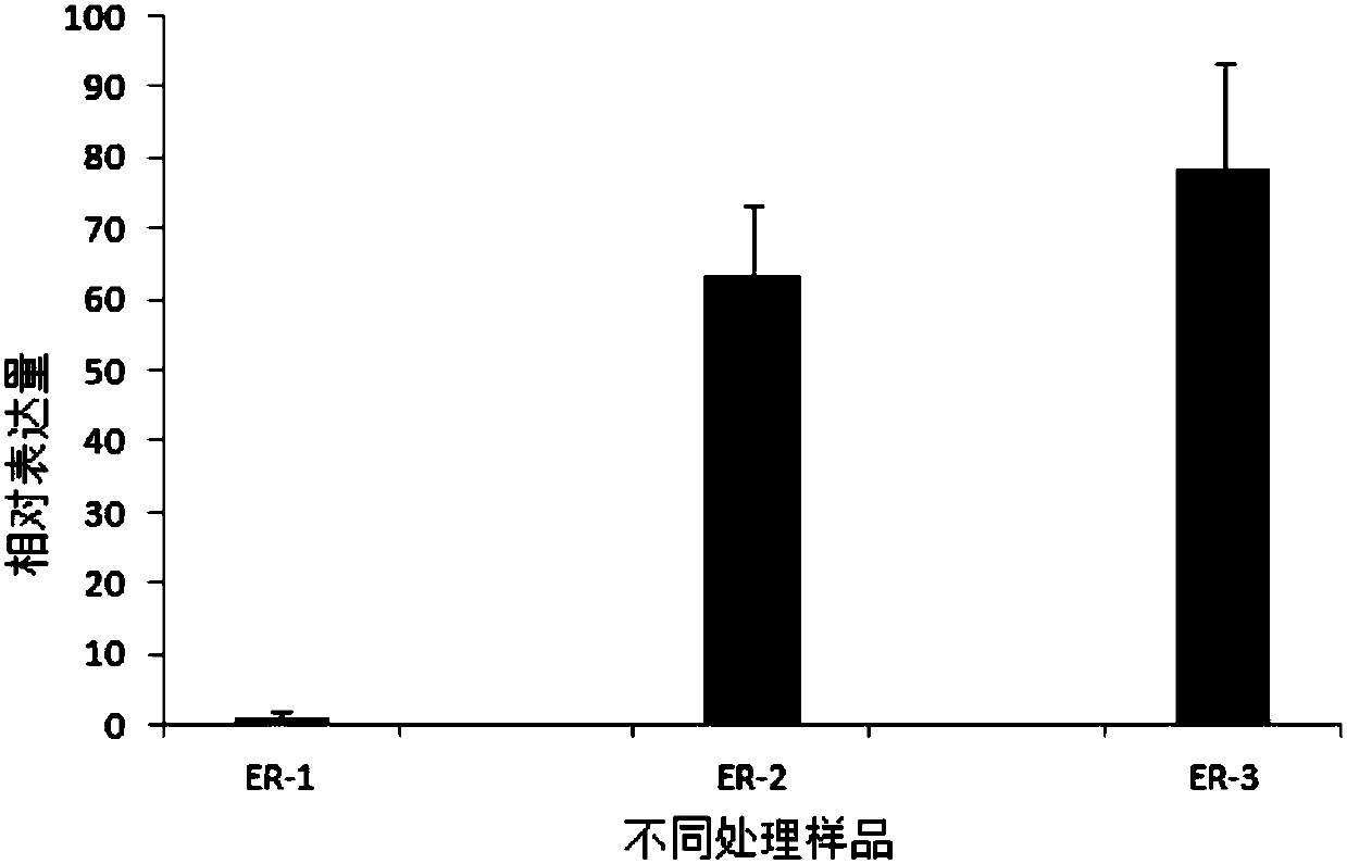 Erianthus fulvus calmodulin-like gene ErCML30 under low-temperature stress expression in erianthus fulvus wild species