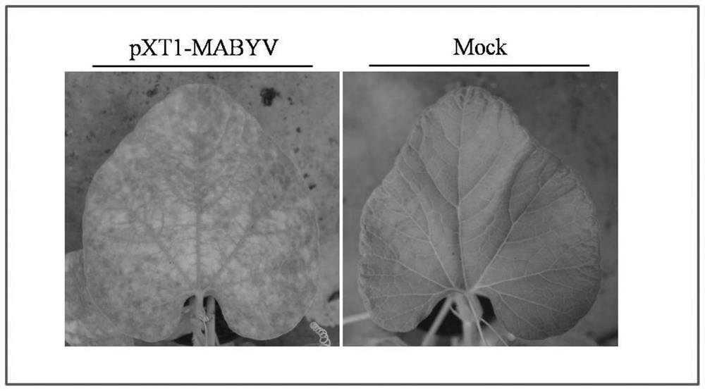 Infectious clone recombinant vector of melon aphid-borne yellows virus