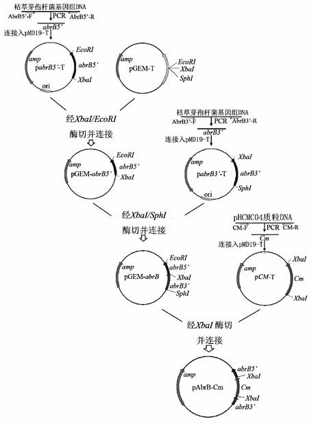 Method for increasing output of antibacterial peptides of bacillus subtilis through knockout (i)abrB(/i) genes