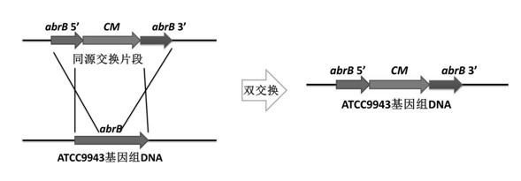 Method for increasing output of antibacterial peptides of bacillus subtilis through knockout (i)abrB(/i) genes