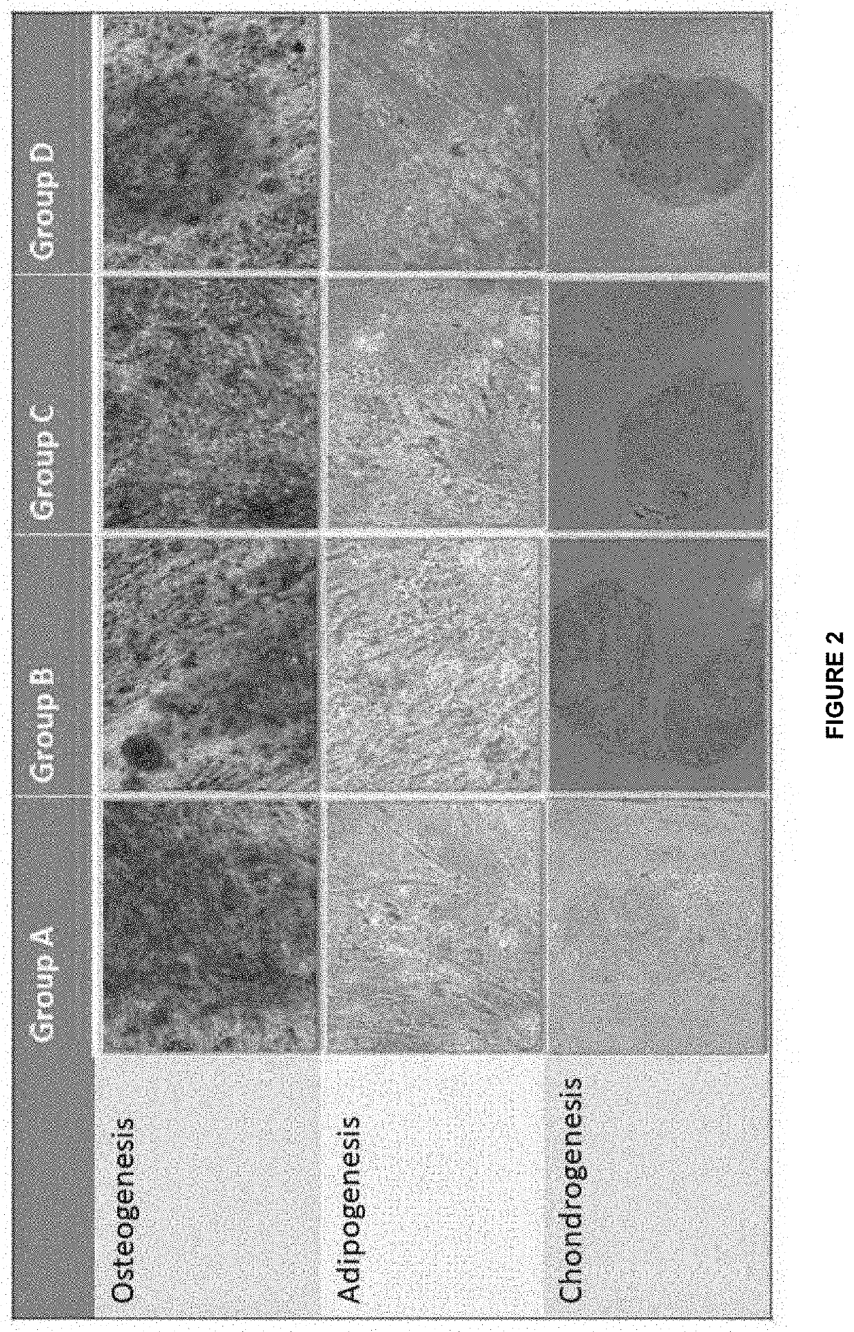 Production of therapeutics potential mesenchymal stem cells