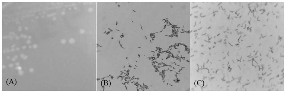 Bacillus subtilis, edible fungus pre-picking treatment preparation and application of edible fungus pre-picking treatment preparation