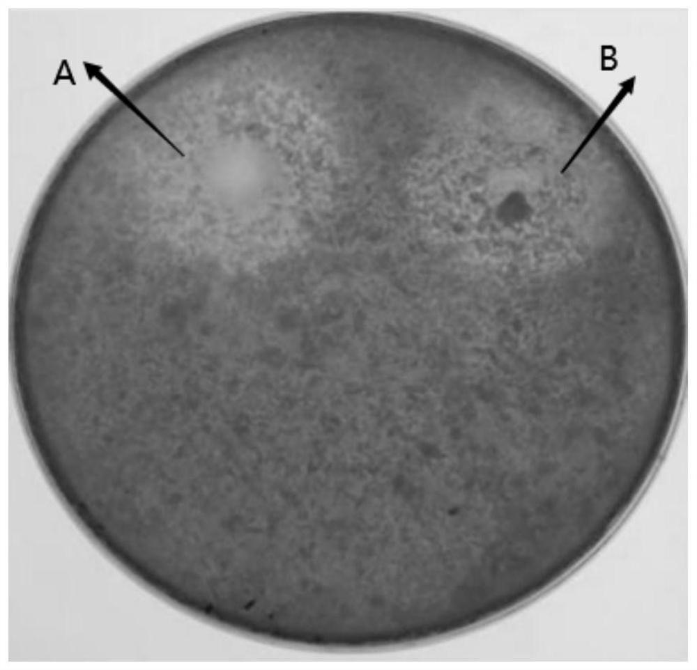 Bacillus subtilis, edible fungus pre-picking treatment preparation and application of edible fungus pre-picking treatment preparation