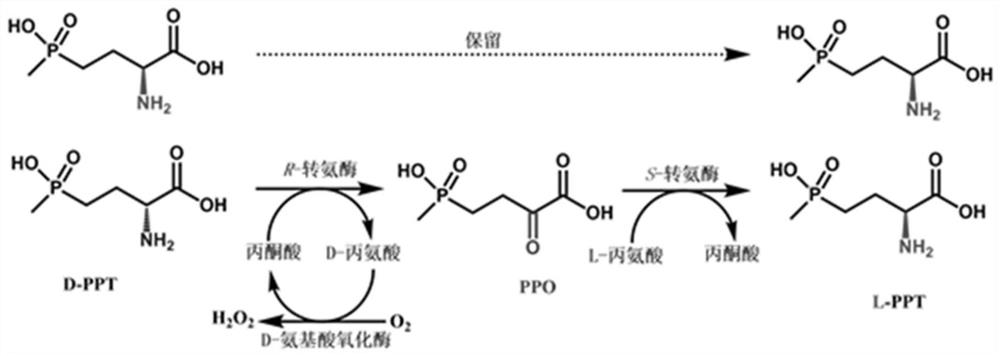 Method for preparing L-glufosinate-ammonium by using biological multi-enzyme coupling method