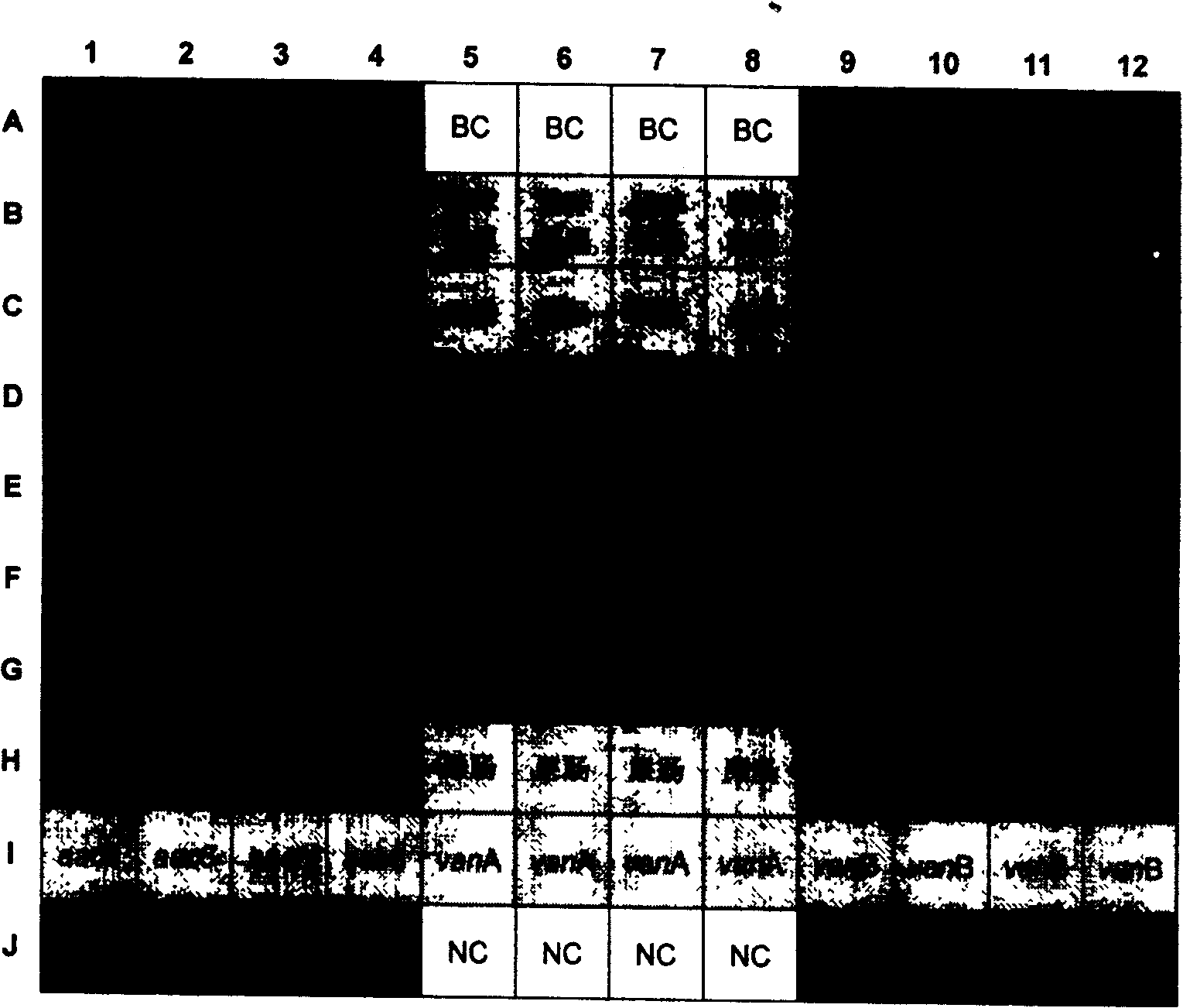 Authenticating gram positive bacteria species and method for testing drug resistant gene and dedicating kit