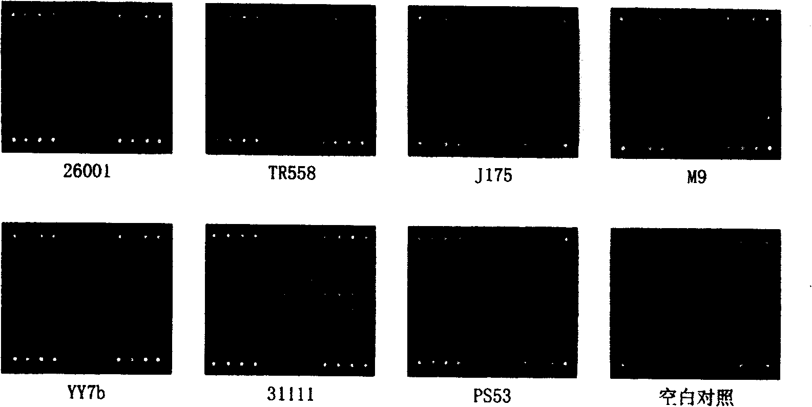 Authenticating gram positive bacteria species and method for testing drug resistant gene and dedicating kit