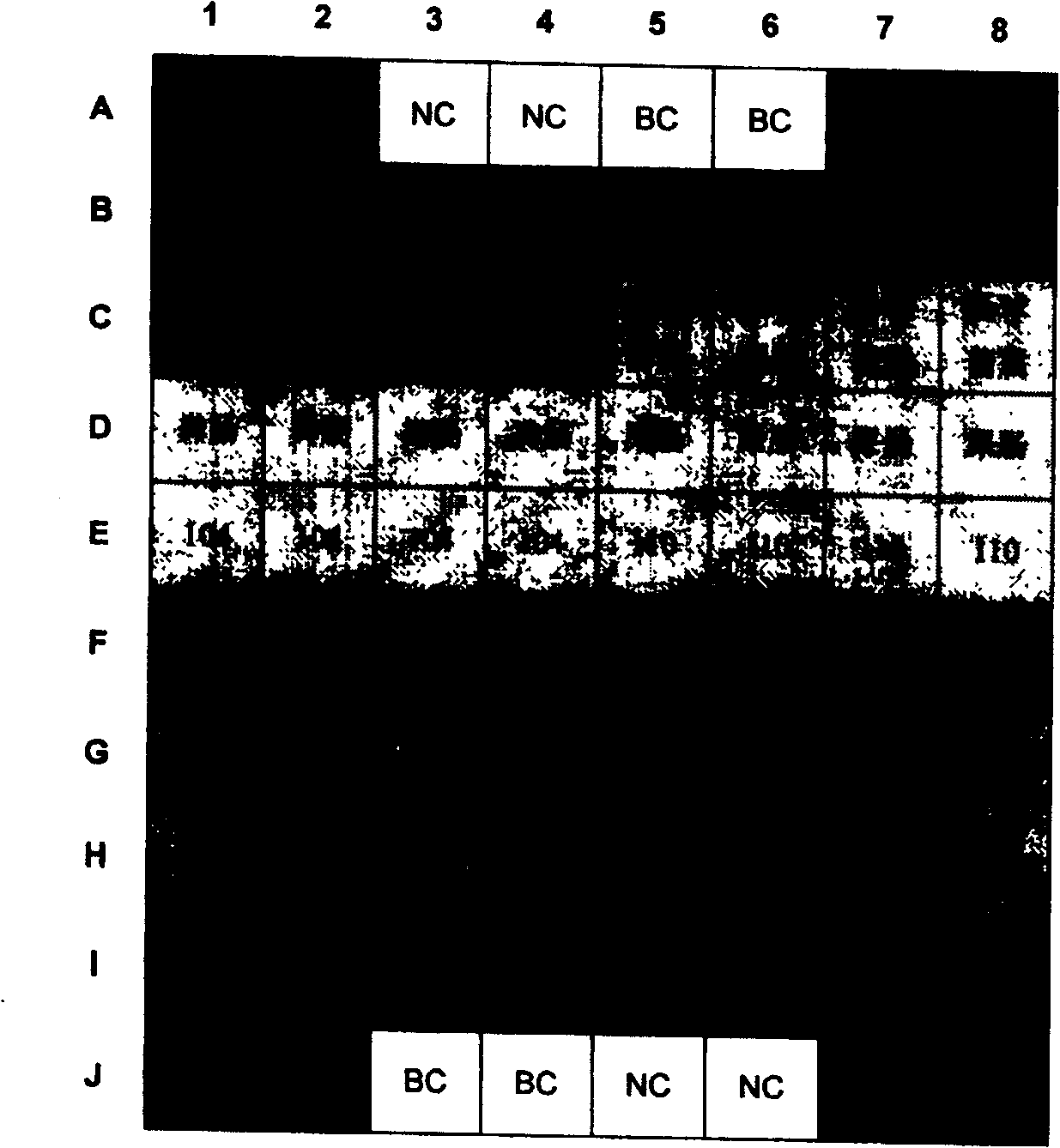 Authenticating gram positive bacteria species and method for testing drug resistant gene and dedicating kit