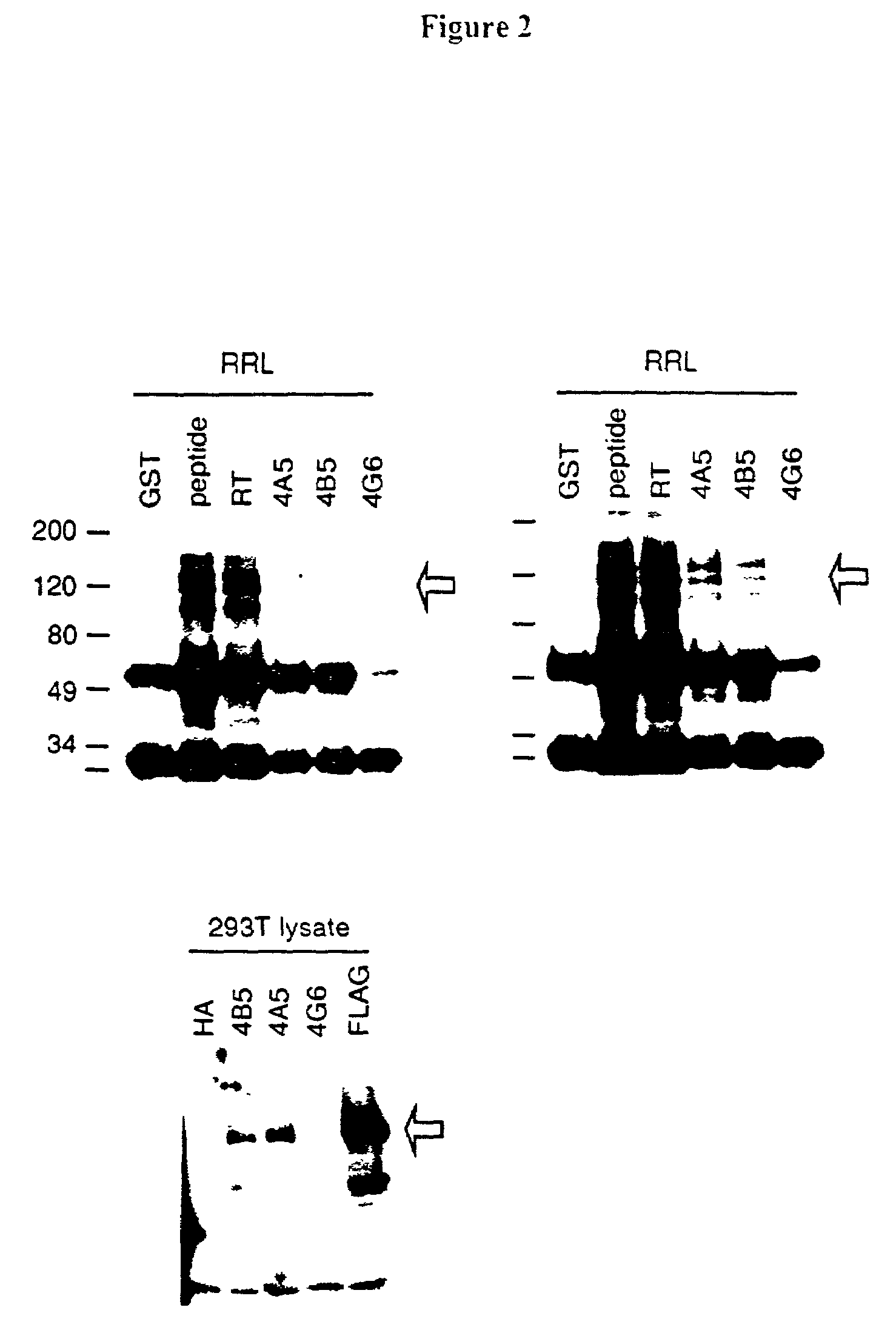 Selective binding agents of telomerase