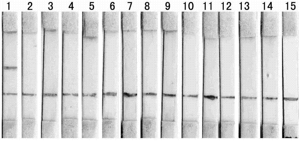 Recombinant antigen protein and kit for detecting epidemic encephalitis B virus antibody