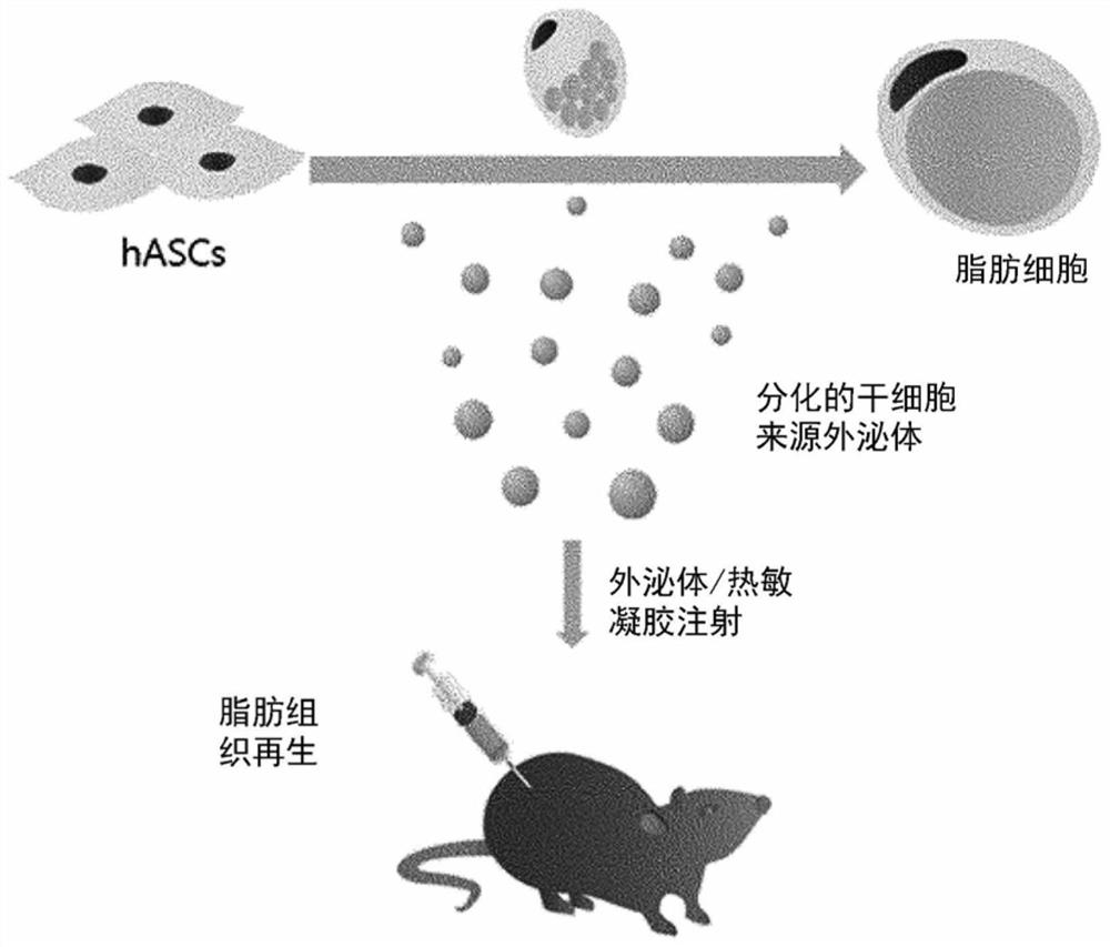 Composition comprising stem cell-derived exosomes for adipogenic differentiation induction, adipose tissue regeneration, skin whitening or wrinkle amelioration