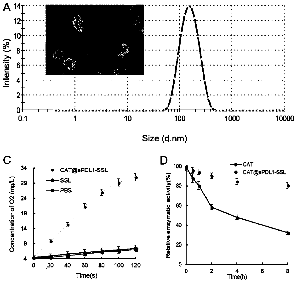 Application of catalase-entrapped liposome connected with PD-L1 antibody in preparation of tumor treatment drugs