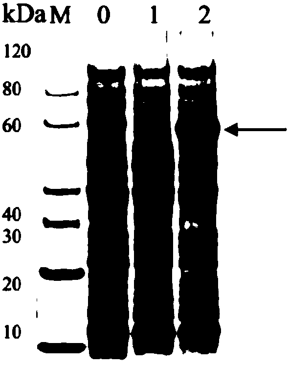 Application of intestinal rothia recombinant flagellin to preparation of medicine for preventing and treating inflammatory bowel diseases