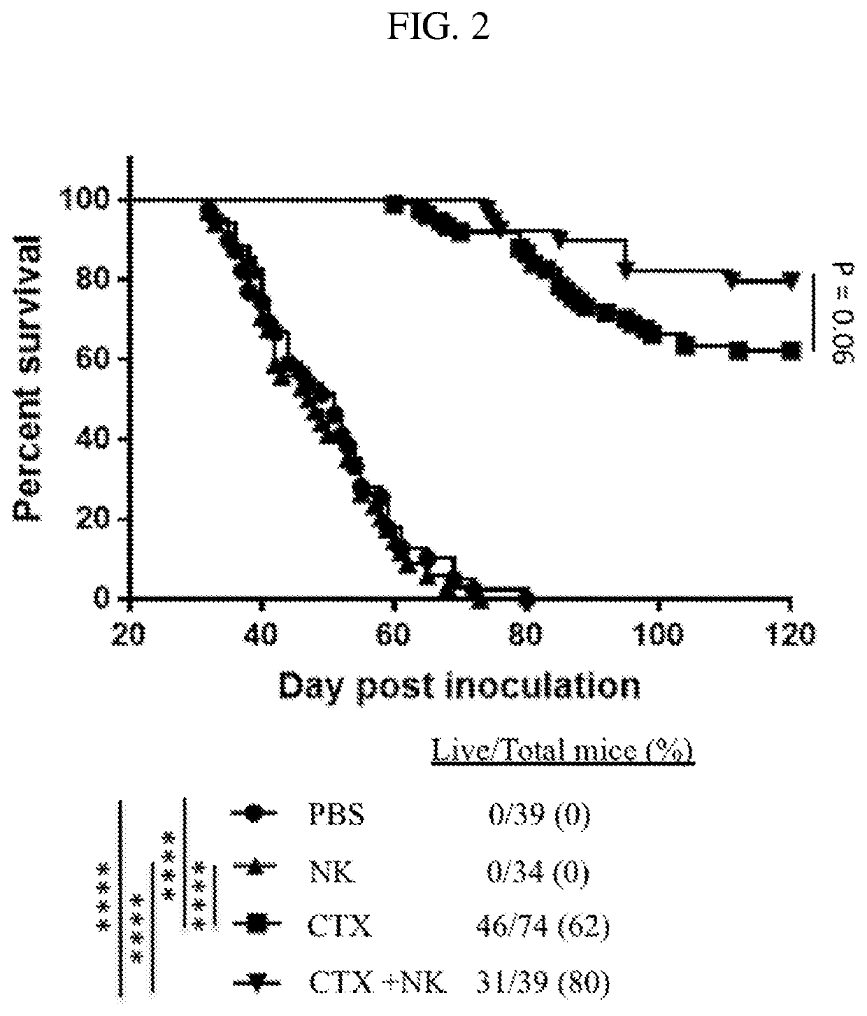 Combination of natural killer cells with cyclophosphamide compounds for the treatment of cancer