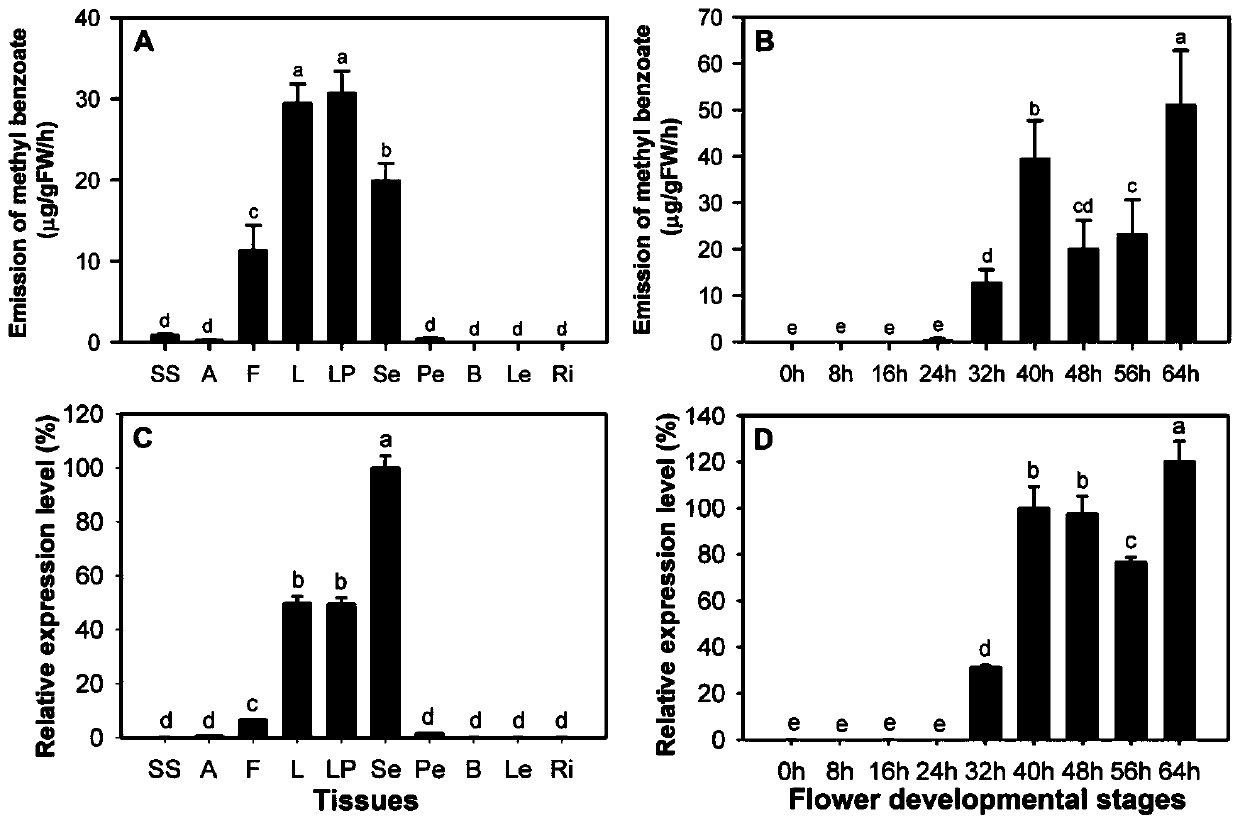 A kind of ginger floral benzene cyclic ester floral fragrance gene hcbsmt and its application