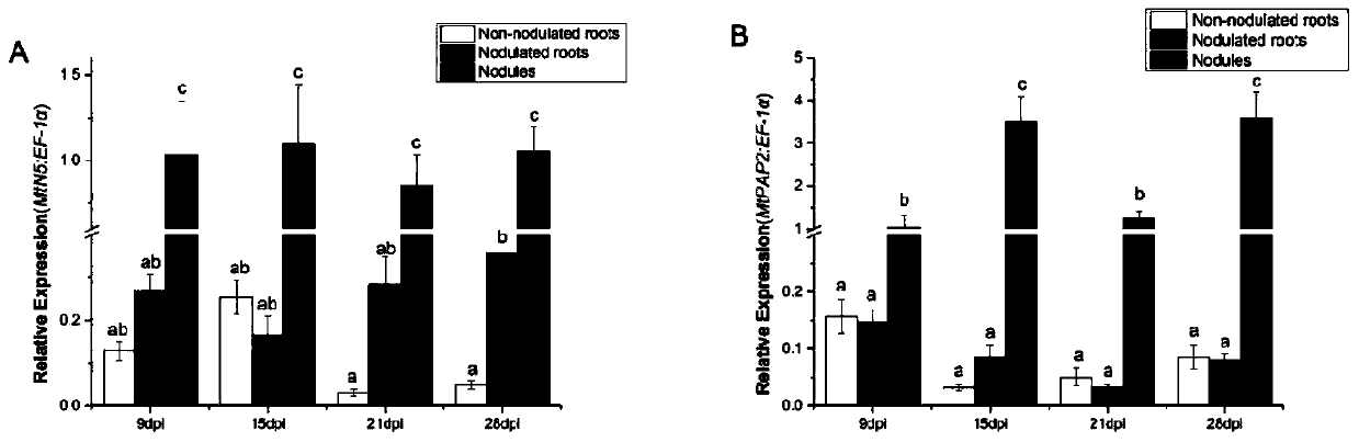 Study method of functions of acid phosphatase in symbiosis of alfalfa root nodules and alfalfa mycorrhiza