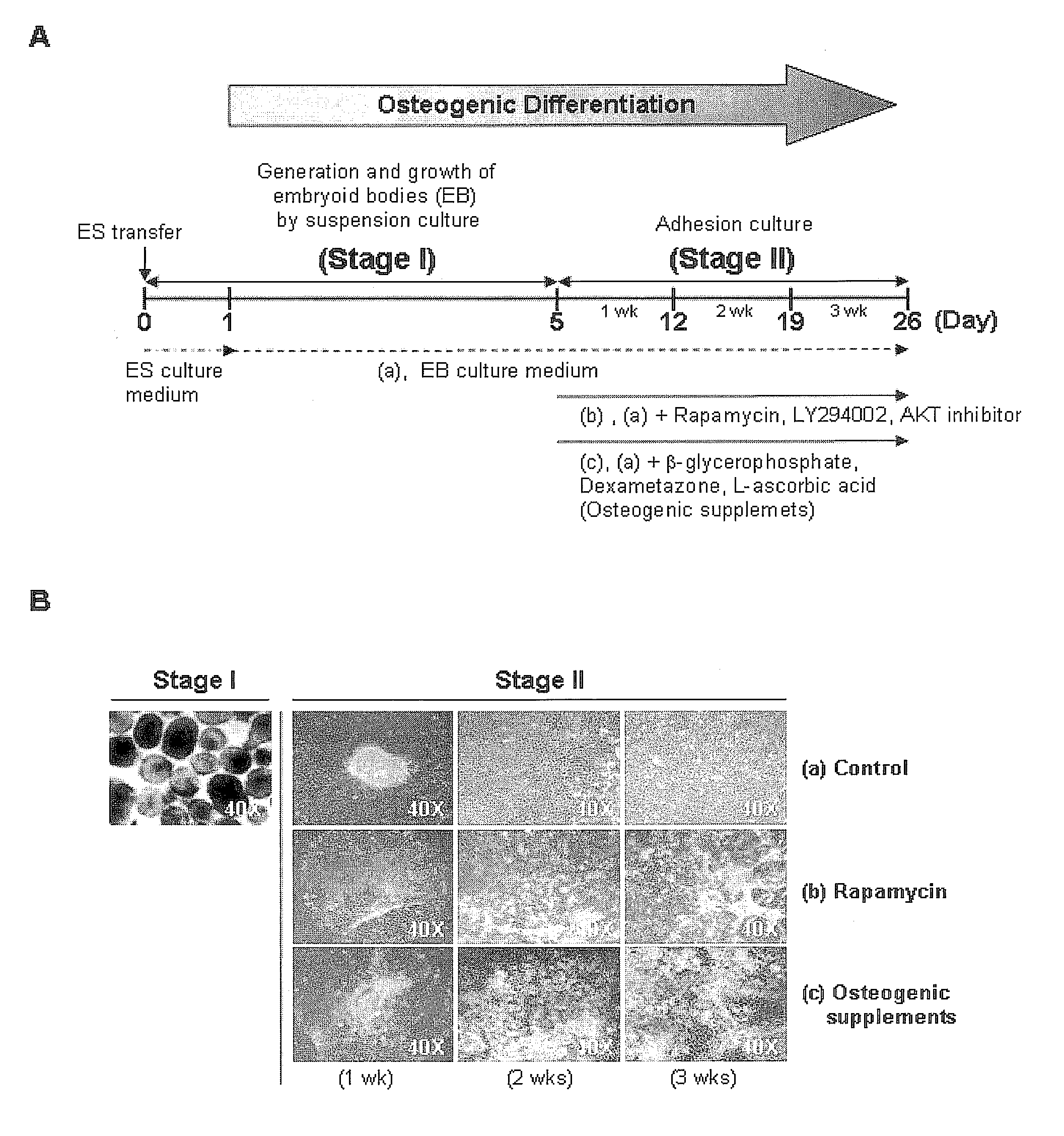 Method for Differentiating of Human Embryonic Stem Cells Into the Osteoblastic Lineage