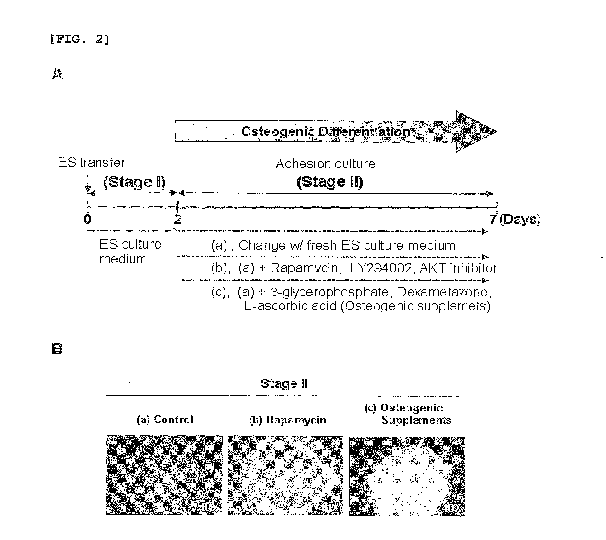 Method for Differentiating of Human Embryonic Stem Cells Into the Osteoblastic Lineage