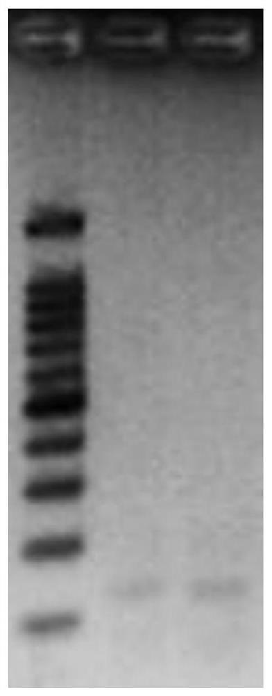 Method, kit and application for screening target regions detected by methylated PCR