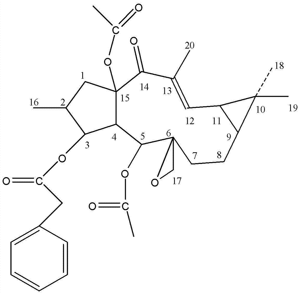 A method for rapidly preparing Euphorbia factor l1 from the fruit of Capperia spp.