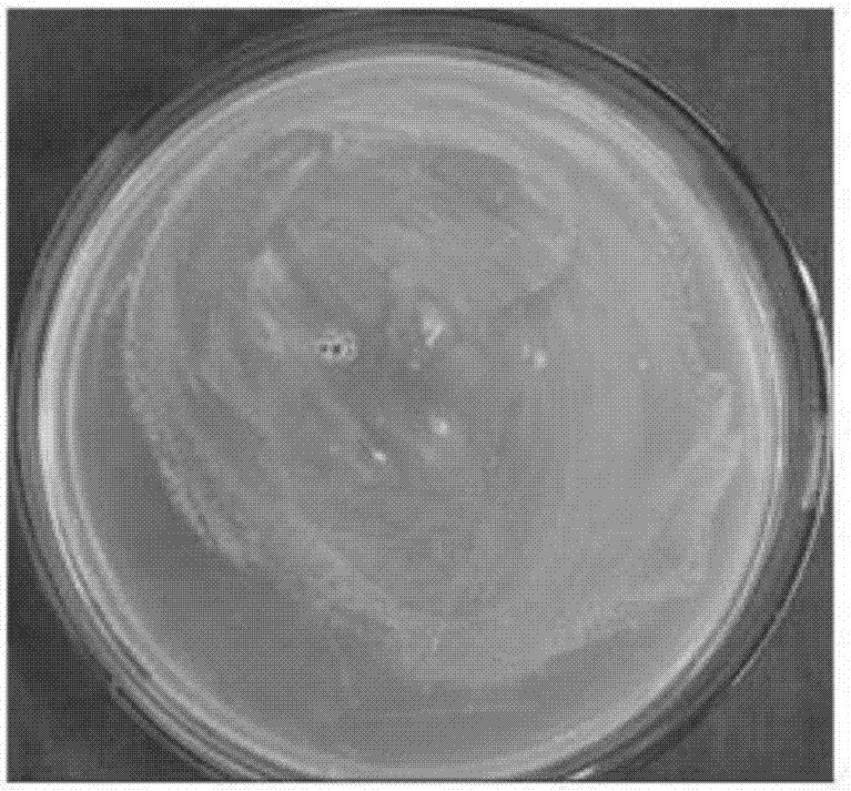 Effector R1YBX6 related to rhizoctonia solani pathopoiesia and its encoding gene