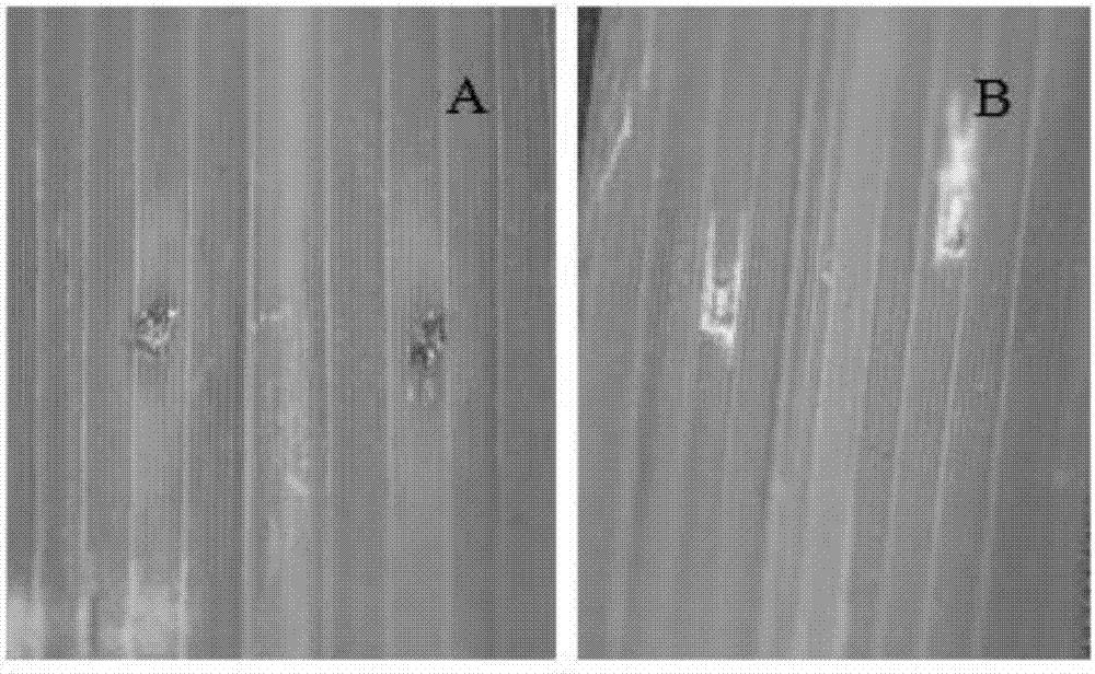 Effector R1YBX6 related to rhizoctonia solani pathopoiesia and its encoding gene