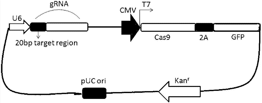 Preparation method of PD-1 (programmed death 1) gene deficiency type T-lymphocyte preparation