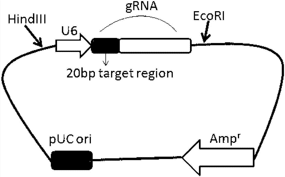 Preparation method of PD-1 (programmed death 1) gene deficiency type T-lymphocyte preparation