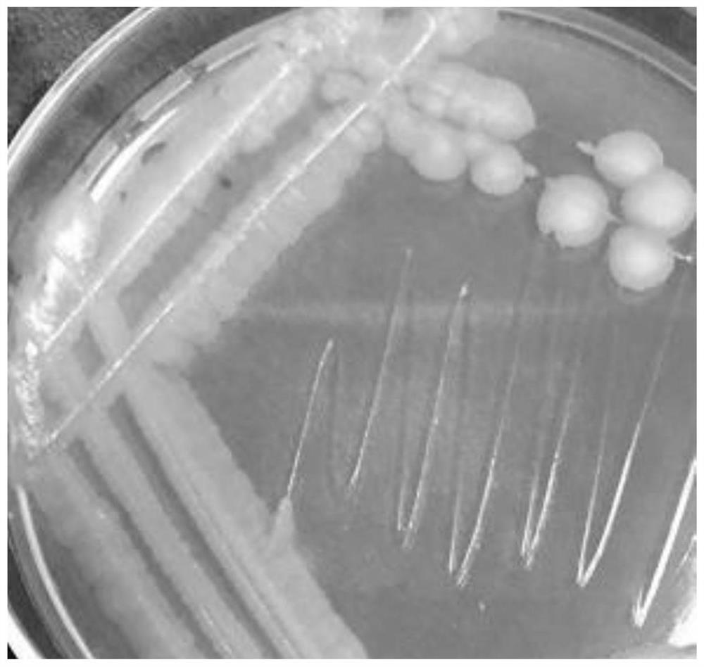A strain of Bacillus thuringiensis with high poisonous activity against Noctuidae pests and its application