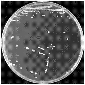 Staphylococcus haemolyticus applied to preventing and treating xanthomonas oryzae pv. oryzae and application thereof