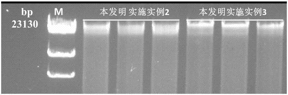 Body fluid suspension cell DNA extracting kit and extracting method