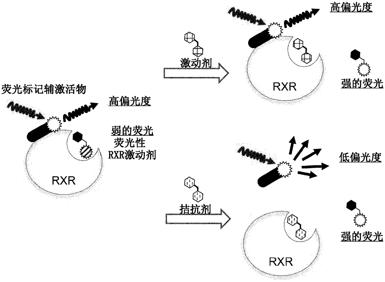 Fluorescent ligand for retinoid x receptor, and application thereof