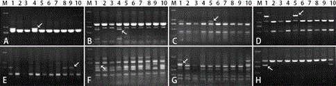Specific molecular markers for detection of Aegilops comosa 2M, 3M, 6M and 7M chromosomes in wheat, kit and method