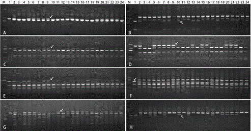 Specific molecular markers for detection of Aegilops comosa 2M, 3M, 6M and 7M chromosomes in wheat, kit and method
