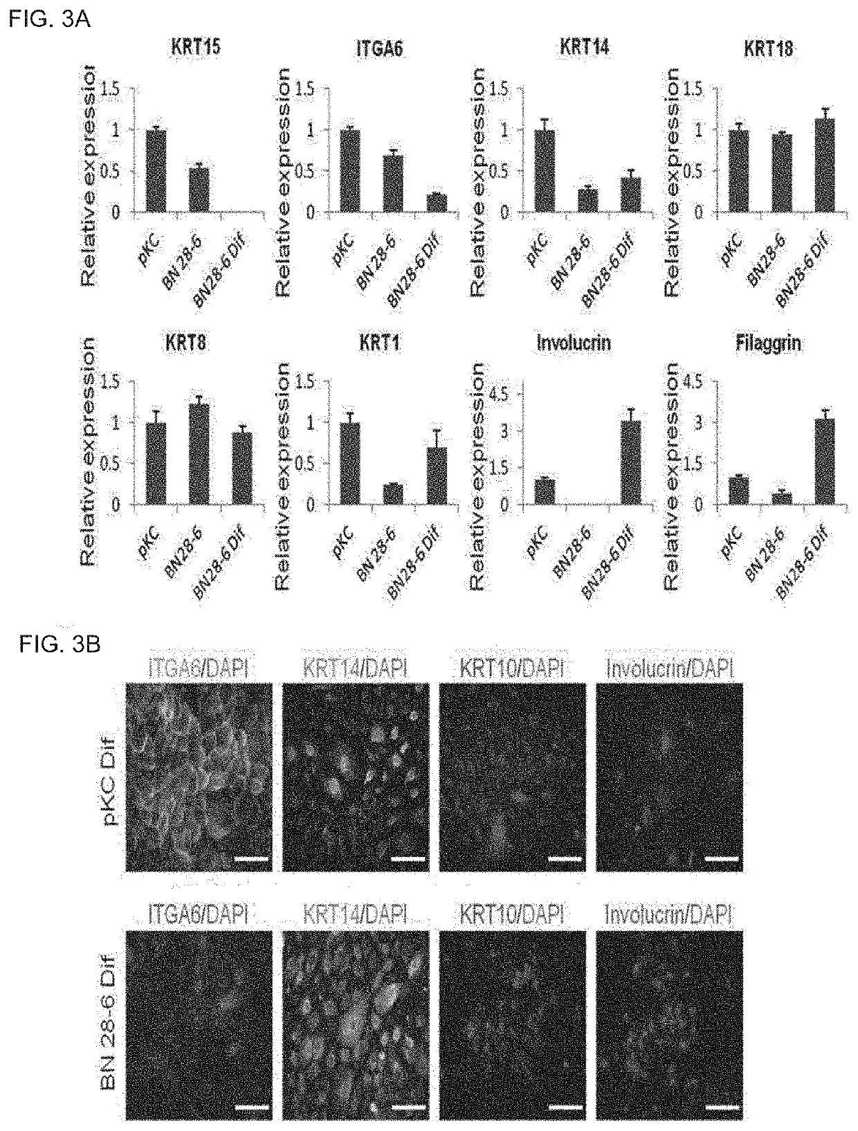 Method for direct reprogramming of urine cells into keratinocyte stem cells and method for preparing composition for promoting skin regeneration using reprogrammed keratinocyte stem cells