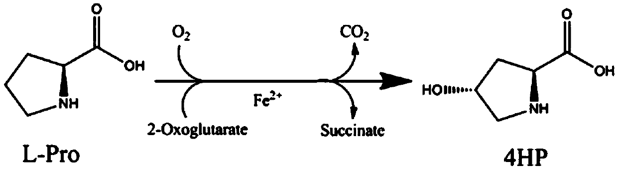 Novel proline 4-hydroxylase and application thereof