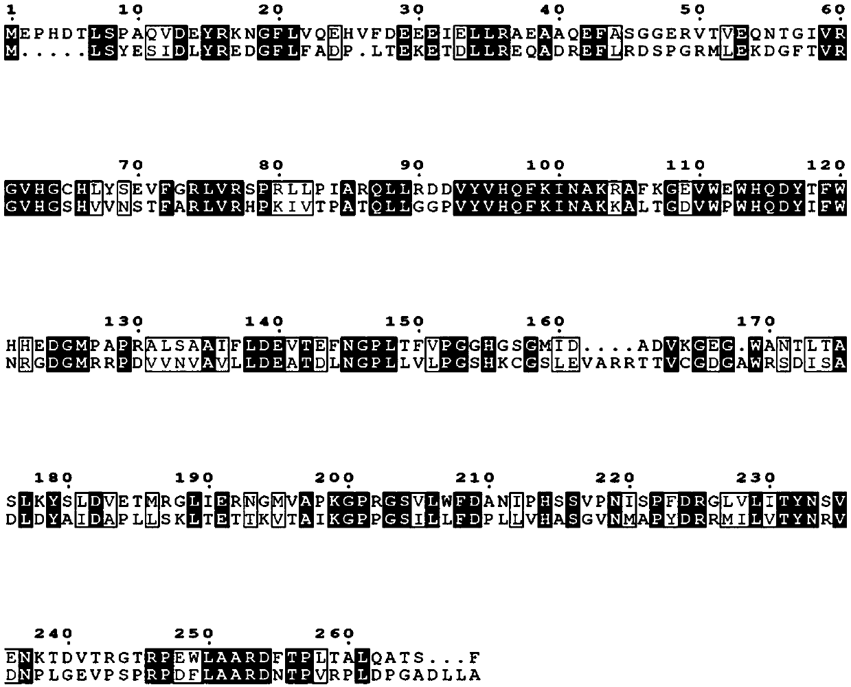 Novel proline 4-hydroxylase and application thereof