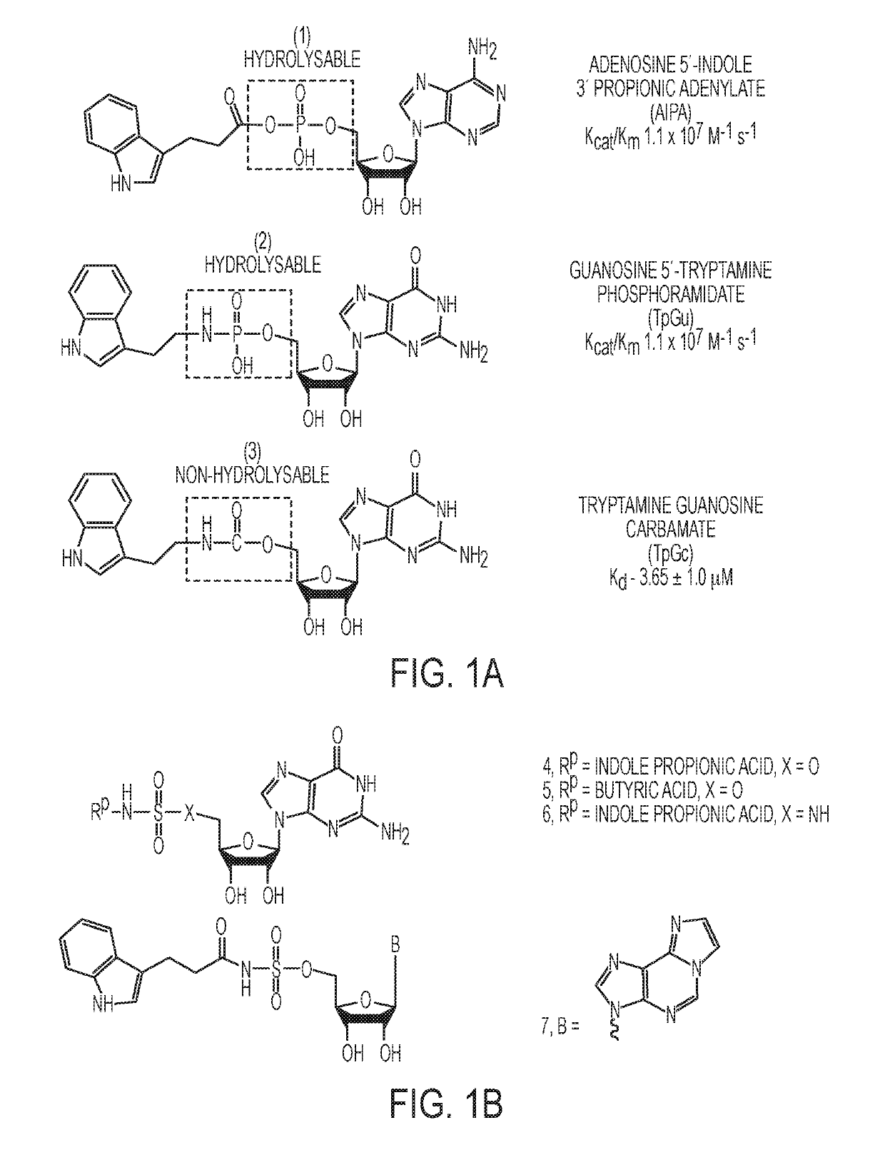 Sulfamide and sulfamate inhibitors of hHint1