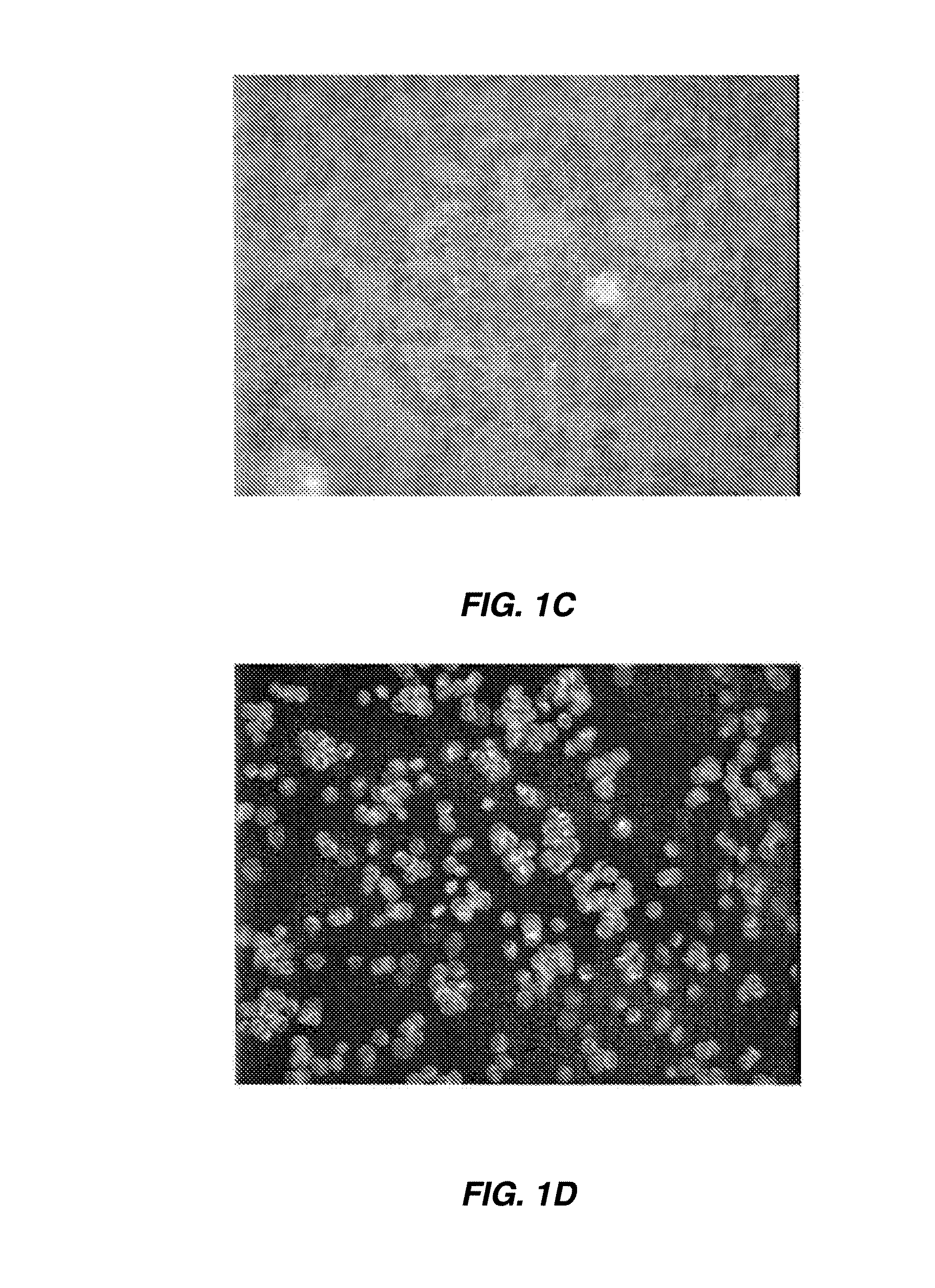 METHODS FOR PRODUCTION AND USE OF SUBSTANCE-LOADED ERYTHROCYTES (S-IEs) FOR OBSERVATION AND TREATMENT OF MICROVASCULAR HEMODYNAMICS