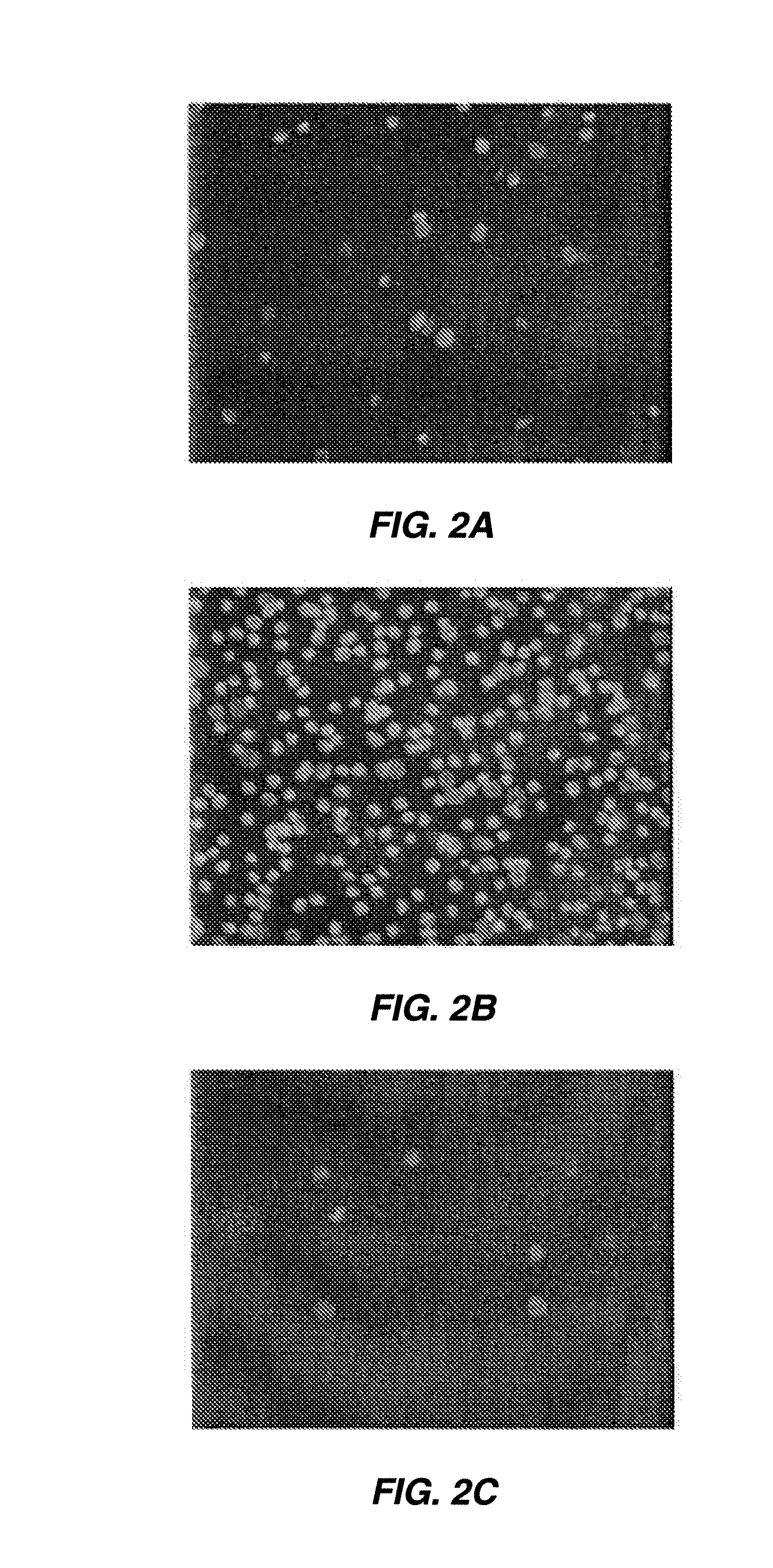 METHODS FOR PRODUCTION AND USE OF SUBSTANCE-LOADED ERYTHROCYTES (S-IEs) FOR OBSERVATION AND TREATMENT OF MICROVASCULAR HEMODYNAMICS